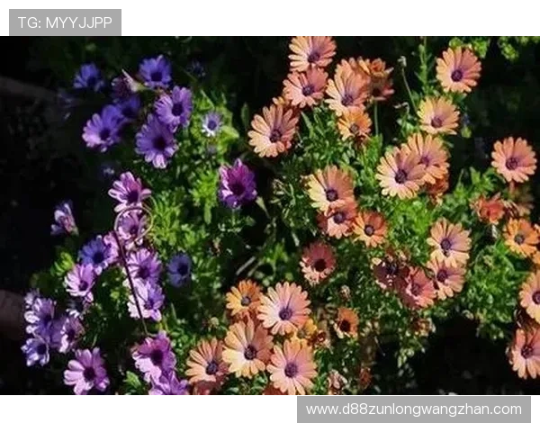 尊龙app人生就是博:结合游戏与现实的智慧让人生更加丰富多彩 尊龙app人生就是博:结合游戏与现实的智慧让人生更加丰富多彩